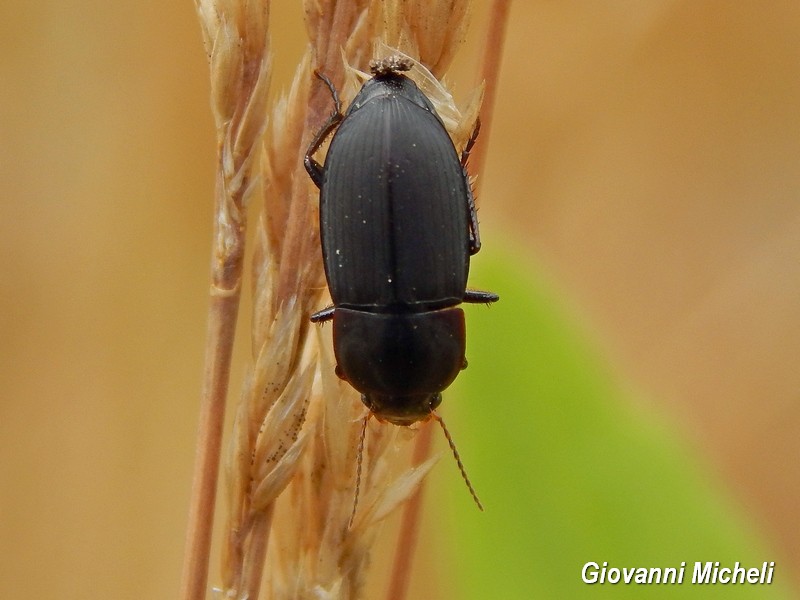 Harpalus sp., Carabidae
